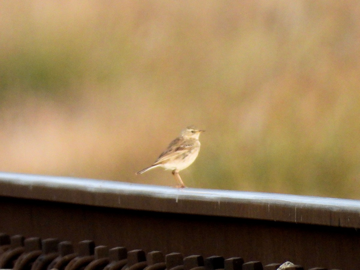 Water Pipit - ML143514431