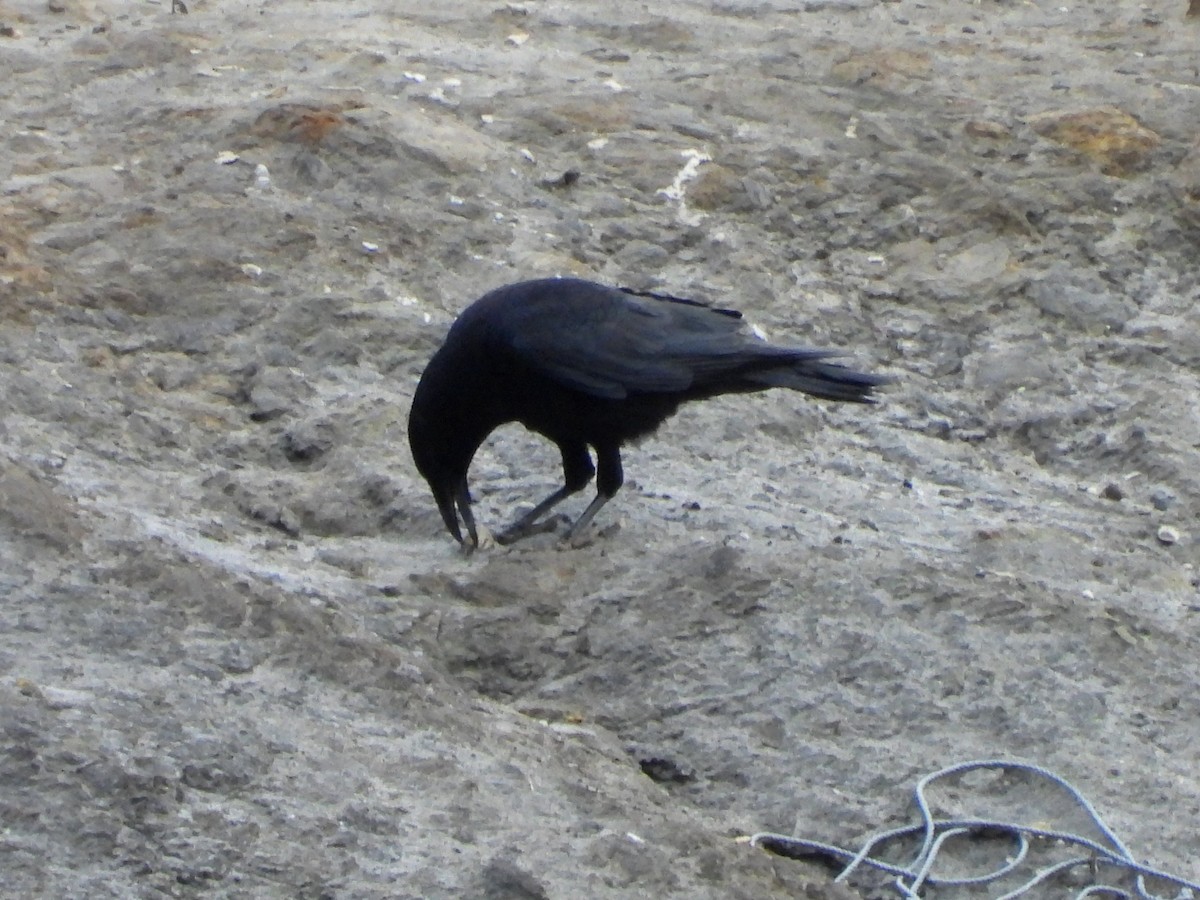 Carrion Crow - ML143515661