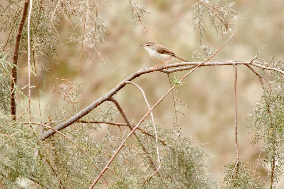 River Prinia - Frédéric Bacuez