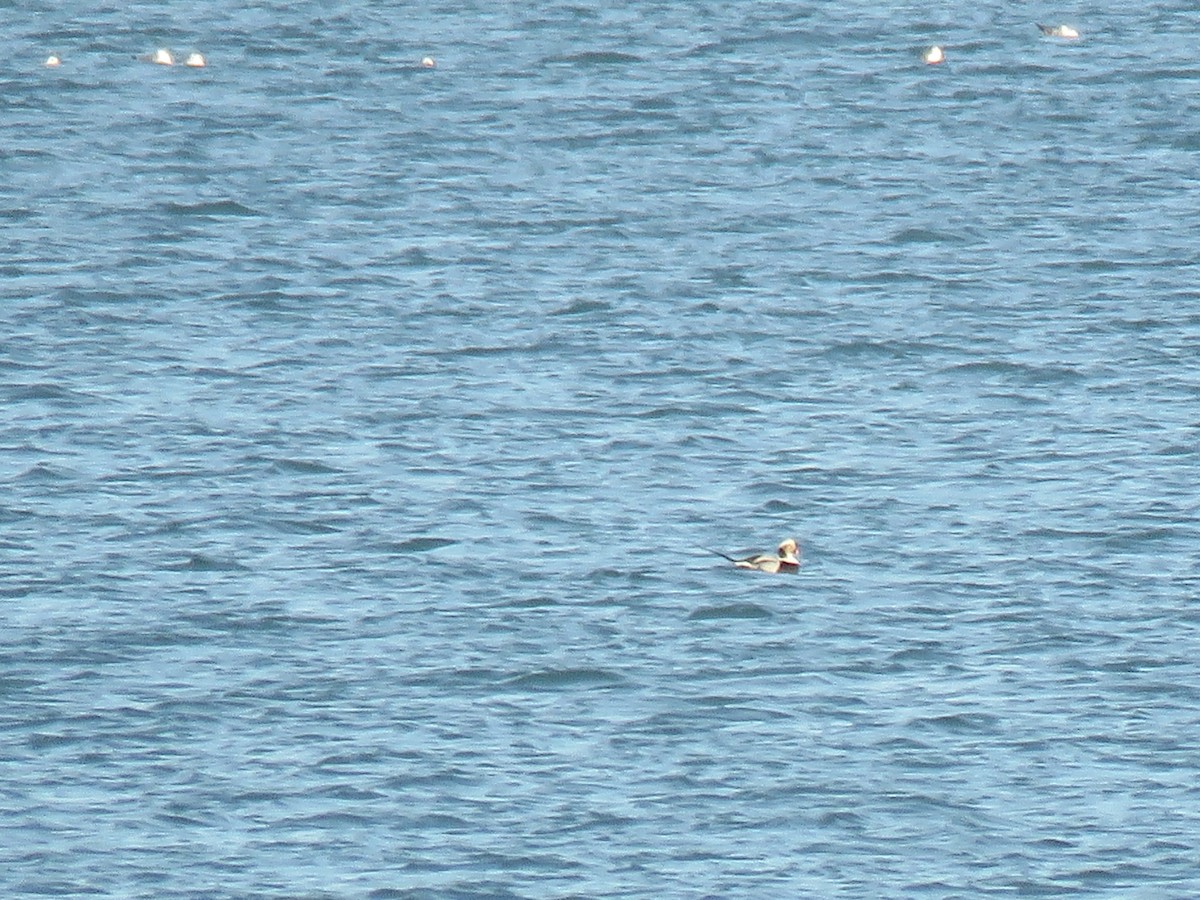 Long-tailed Duck - ML143516031