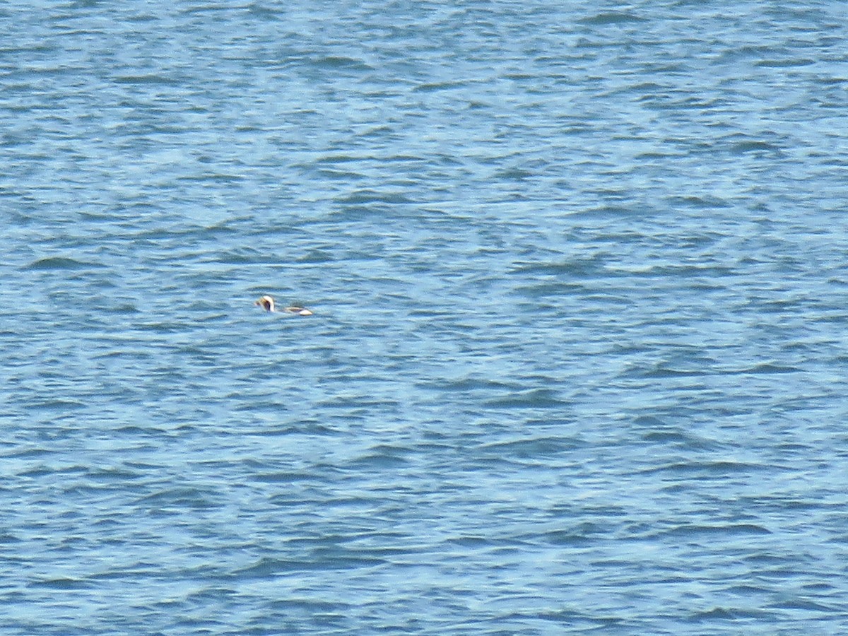 Long-tailed Duck - ML143516041