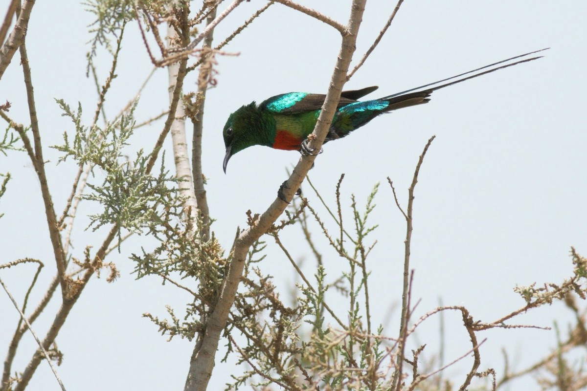 Beautiful Sunbird (Beautiful) - Frédéric Bacuez