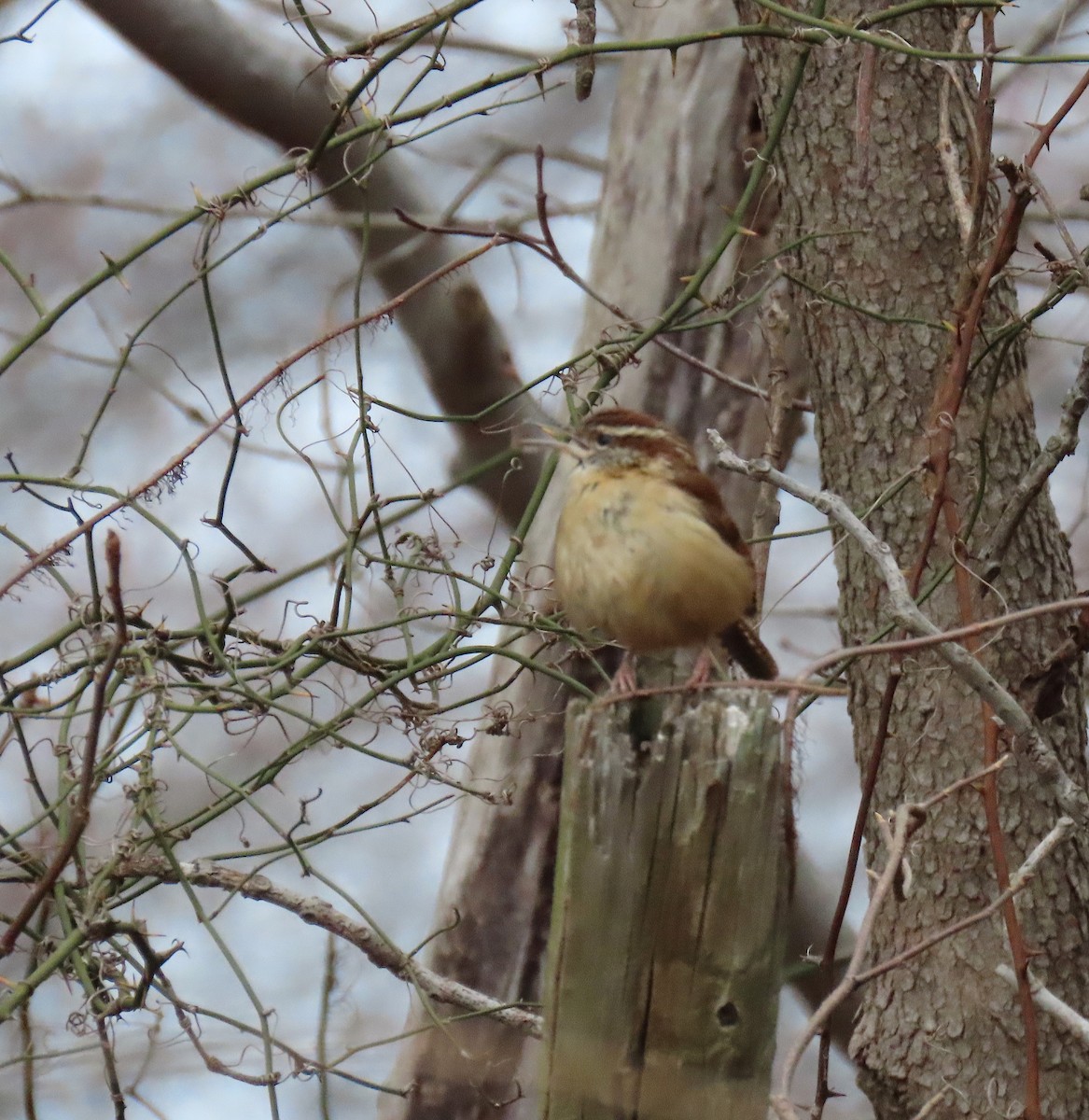 Carolina Wren - ML143517841