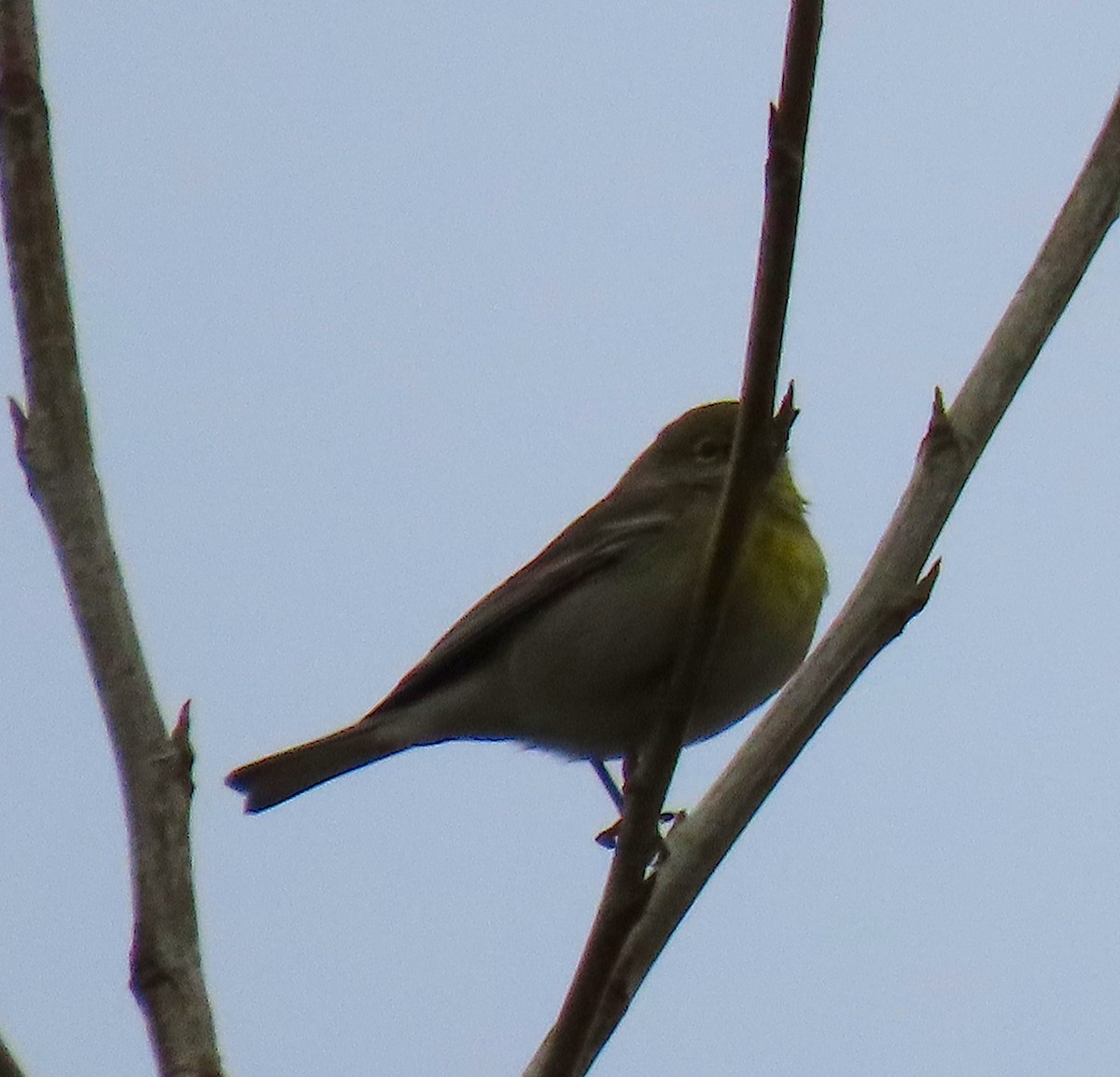 Pine Warbler - ML143517941