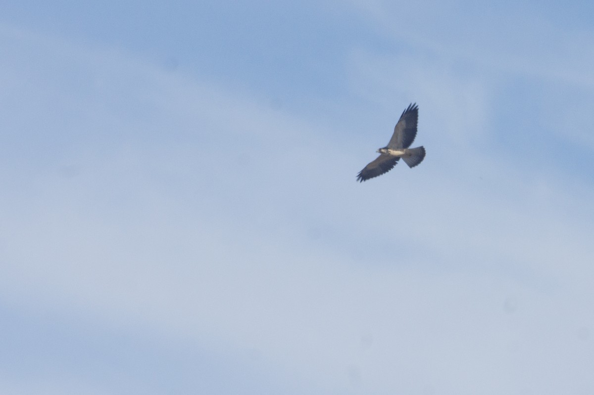 Swainson's Hawk - ML143518111