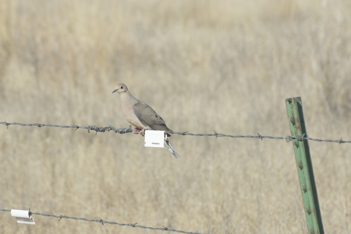 Mourning Dove - ML143518201