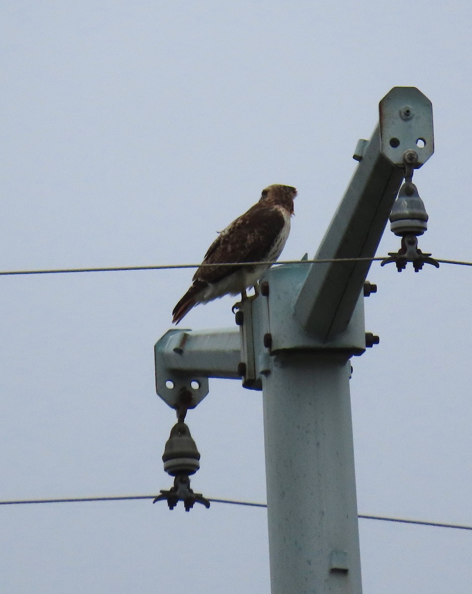 Red-tailed Hawk - ML143518221