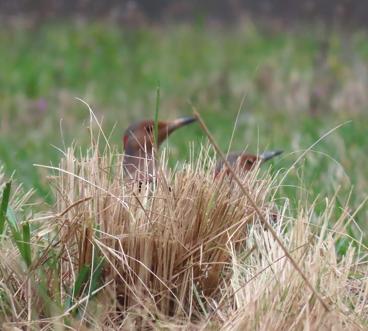 Northern Flicker - ML143518251