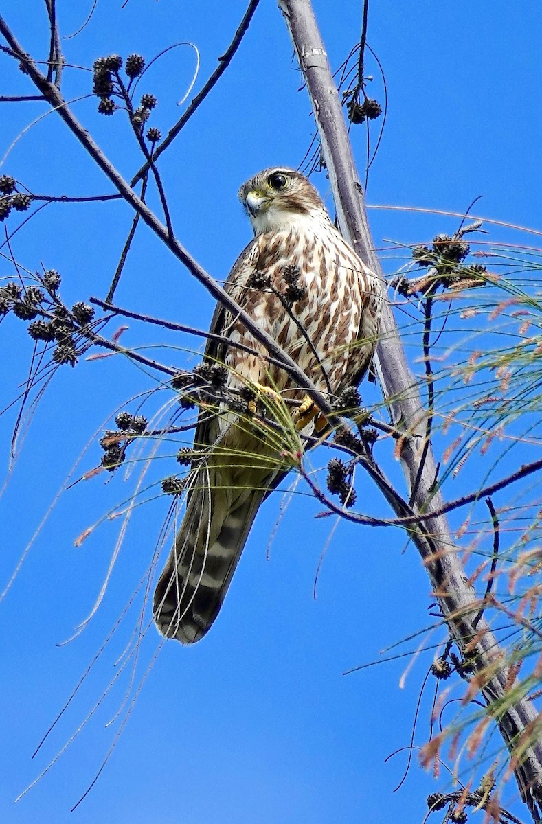 Merlin - Pavia Antonas 🦉