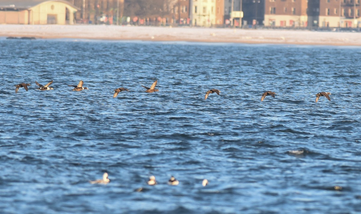 Common Eider - ML143518911