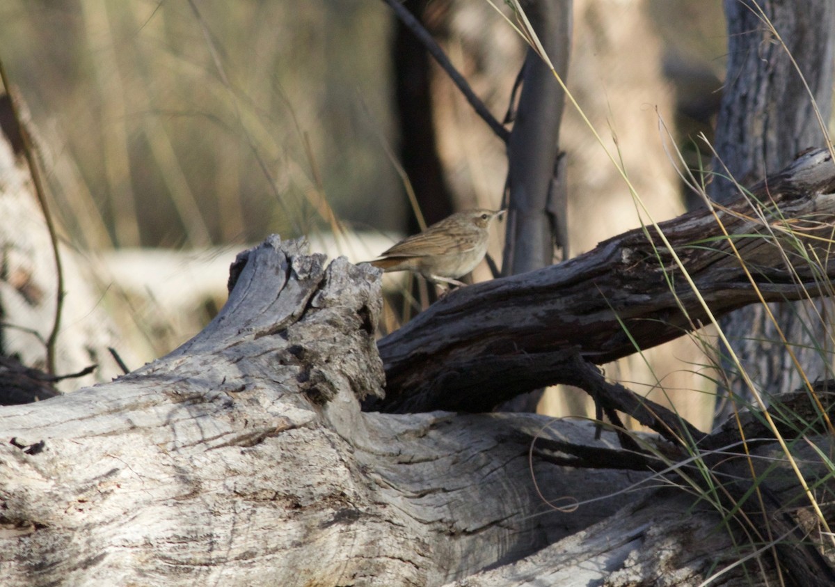 Rufous Songlark - ML143519231