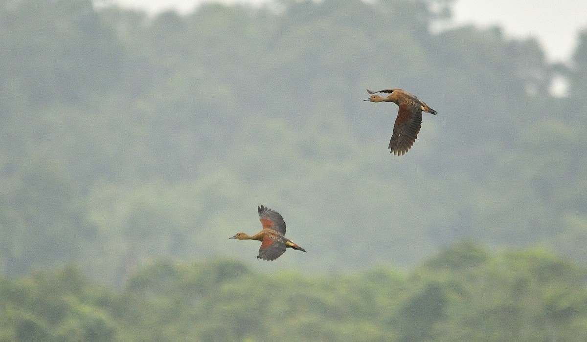 Lesser Whistling-Duck - ML143519811