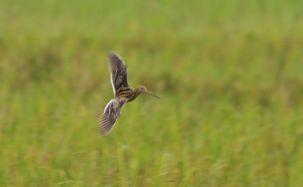 Common Snipe - ML143520001