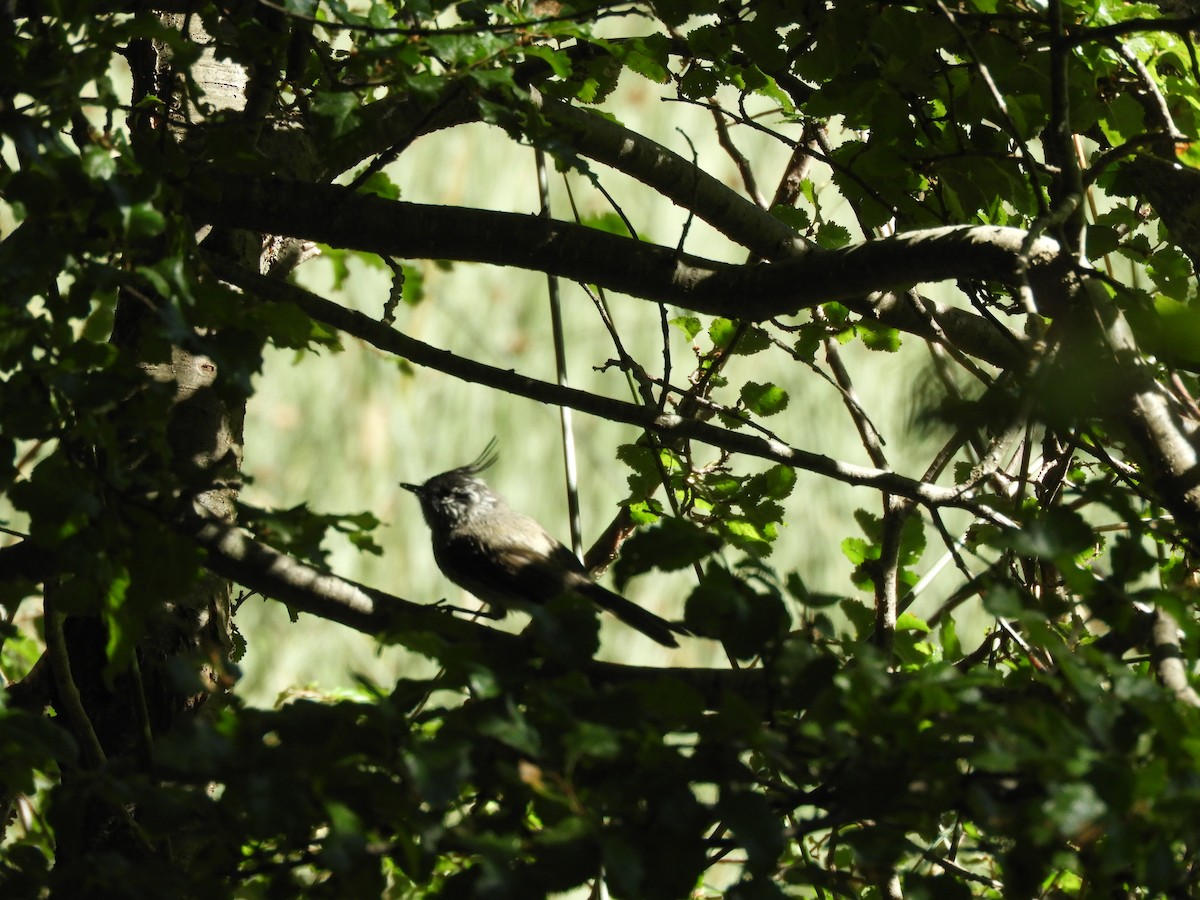 Tufted Tit-Tyrant - ML143520131