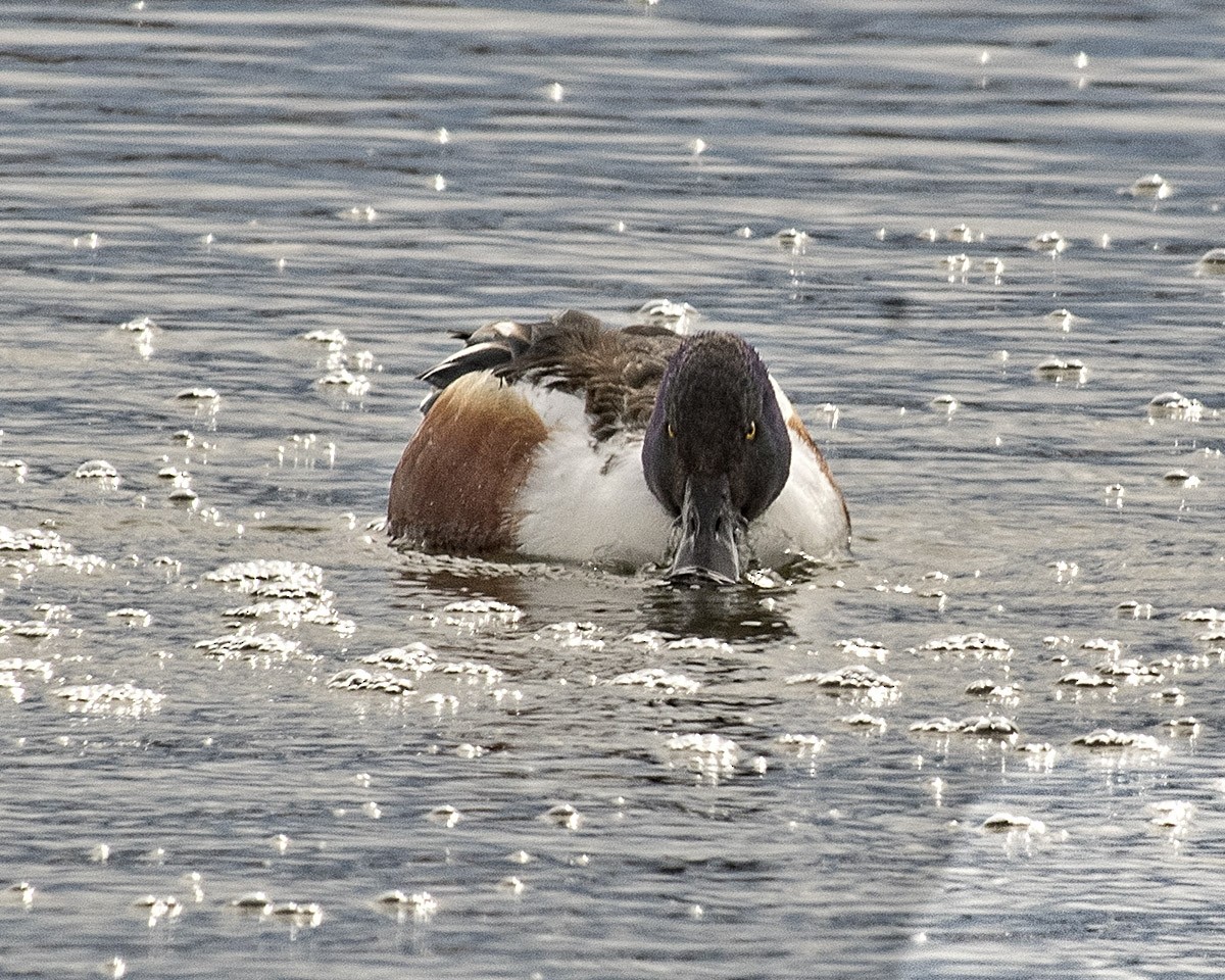 Northern Shoveler - Betty Fenton