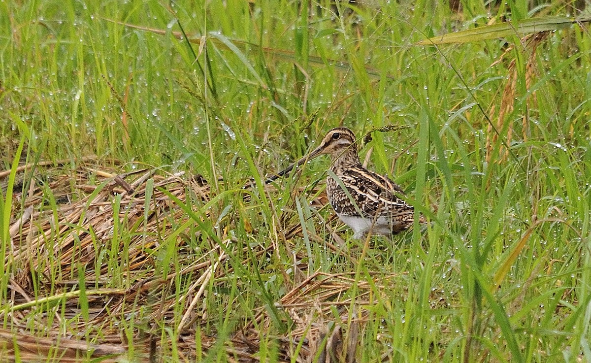 Common Snipe - ML143520681