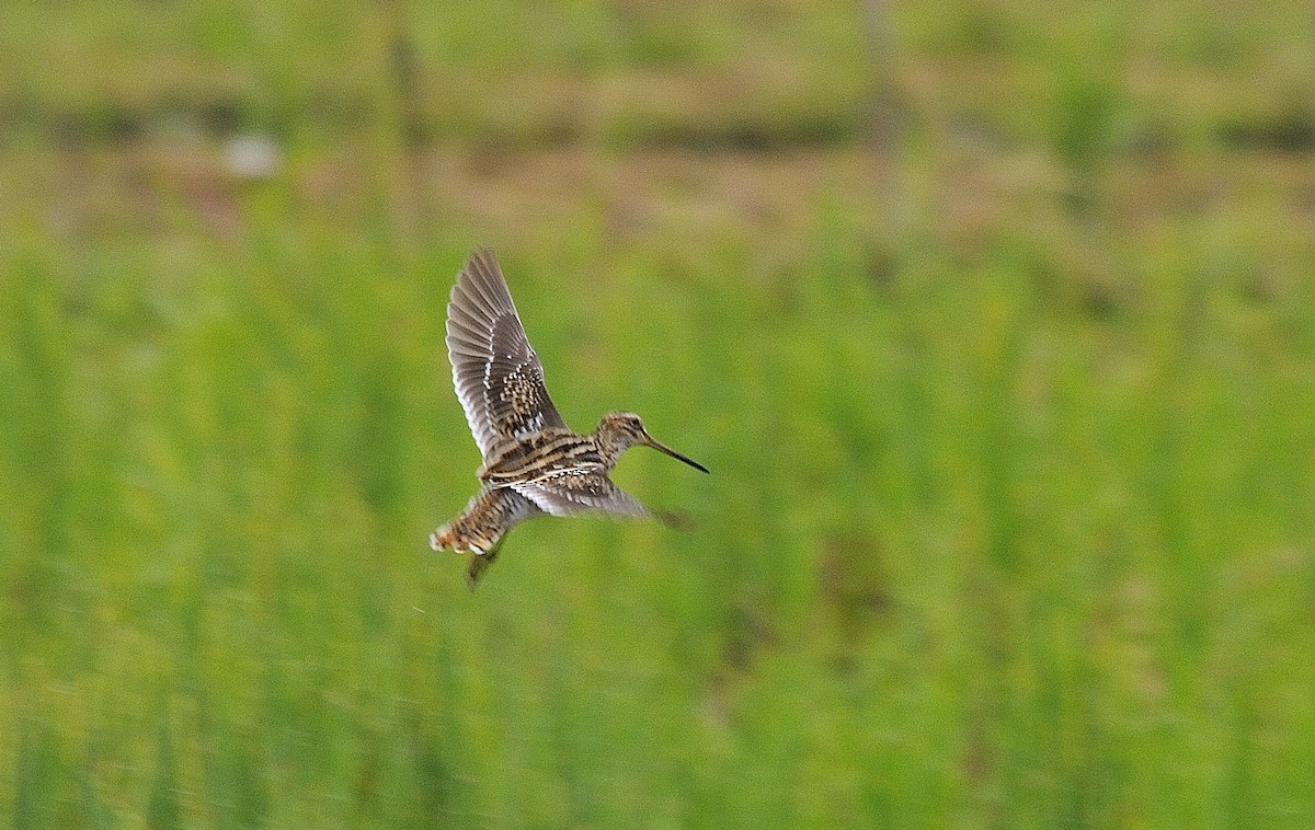 Common Snipe - Anonymous