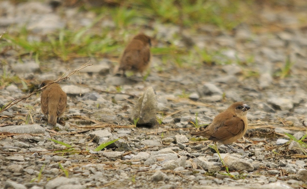 Scaly-breasted Munia - ML143520801