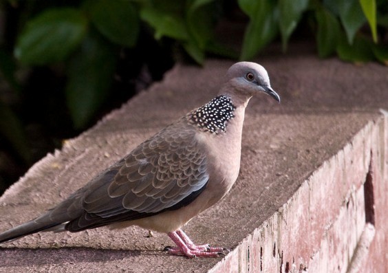 Spotted Dove - ML143521961