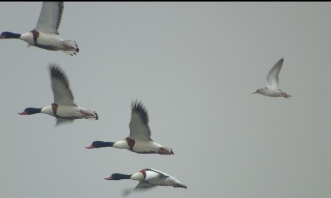 Анхидал ангир - ML143522071