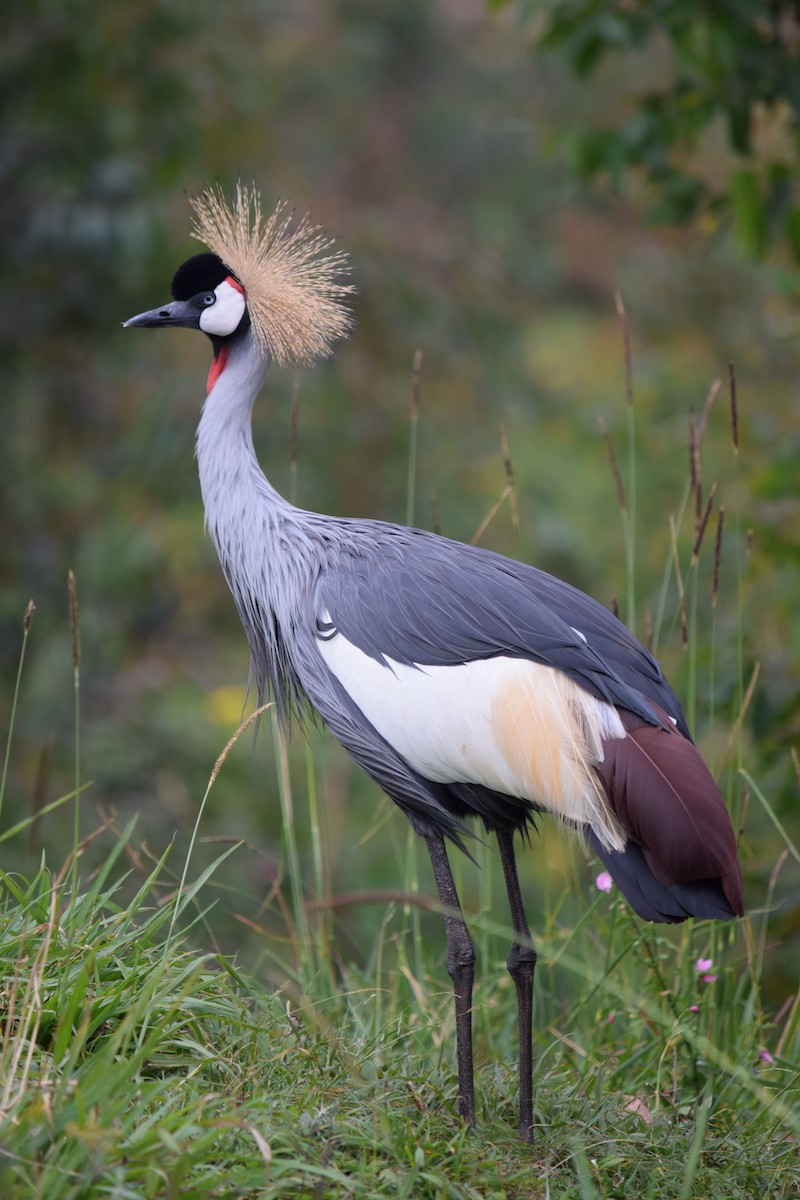 Gray Crowned-Crane - Adrian Round