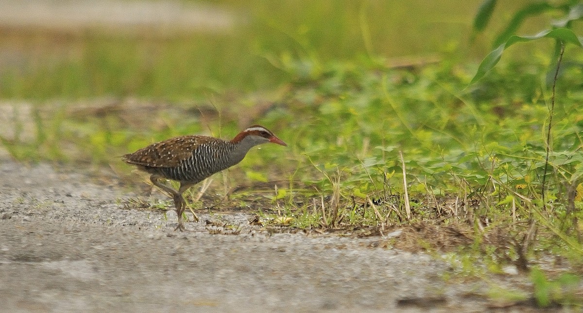 Buff-banded Rail - Anonymous