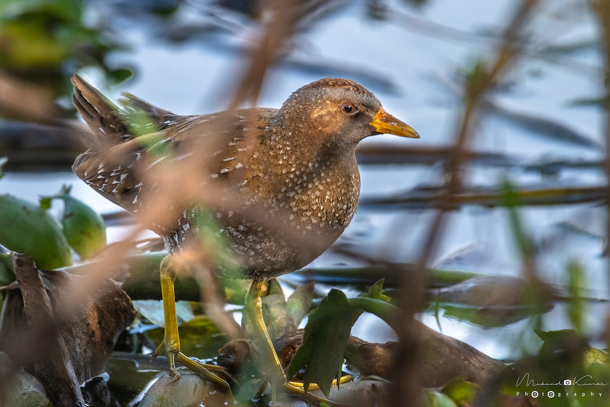 Тоодон түнжүүр - ML143523031