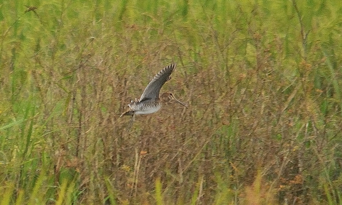 Swinhoe's/Pin-tailed Snipe - ML143524051