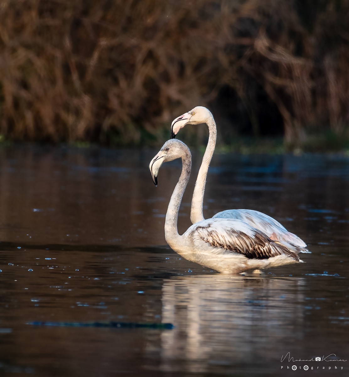 Ягаан нал - ML143524831