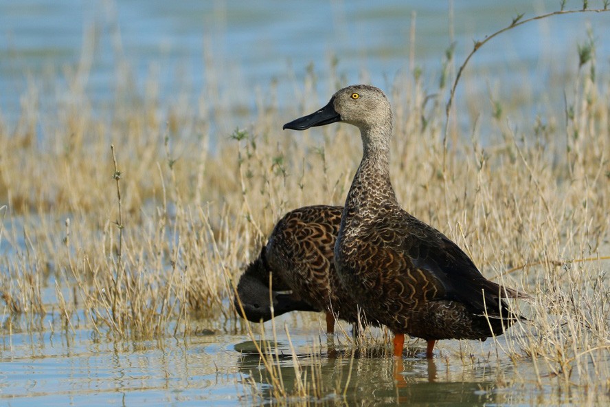 Cape Shoveler - ML143524841