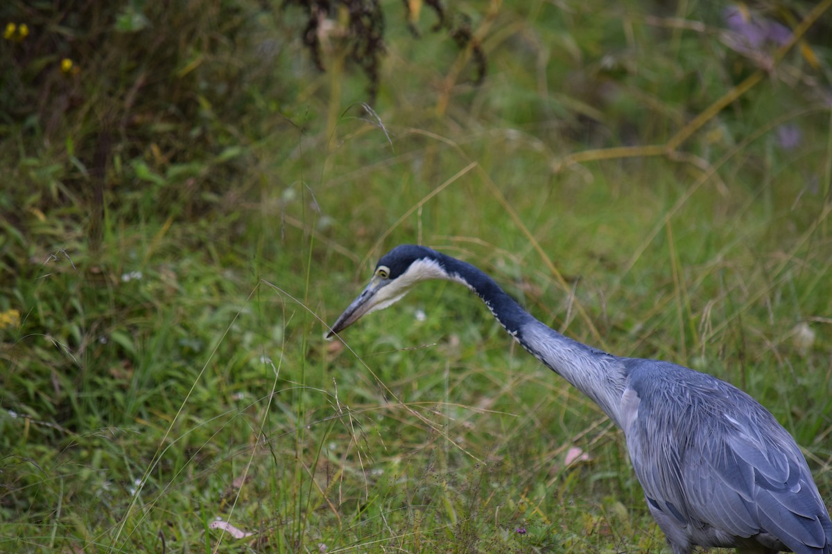 Black-headed Heron - ML143525331