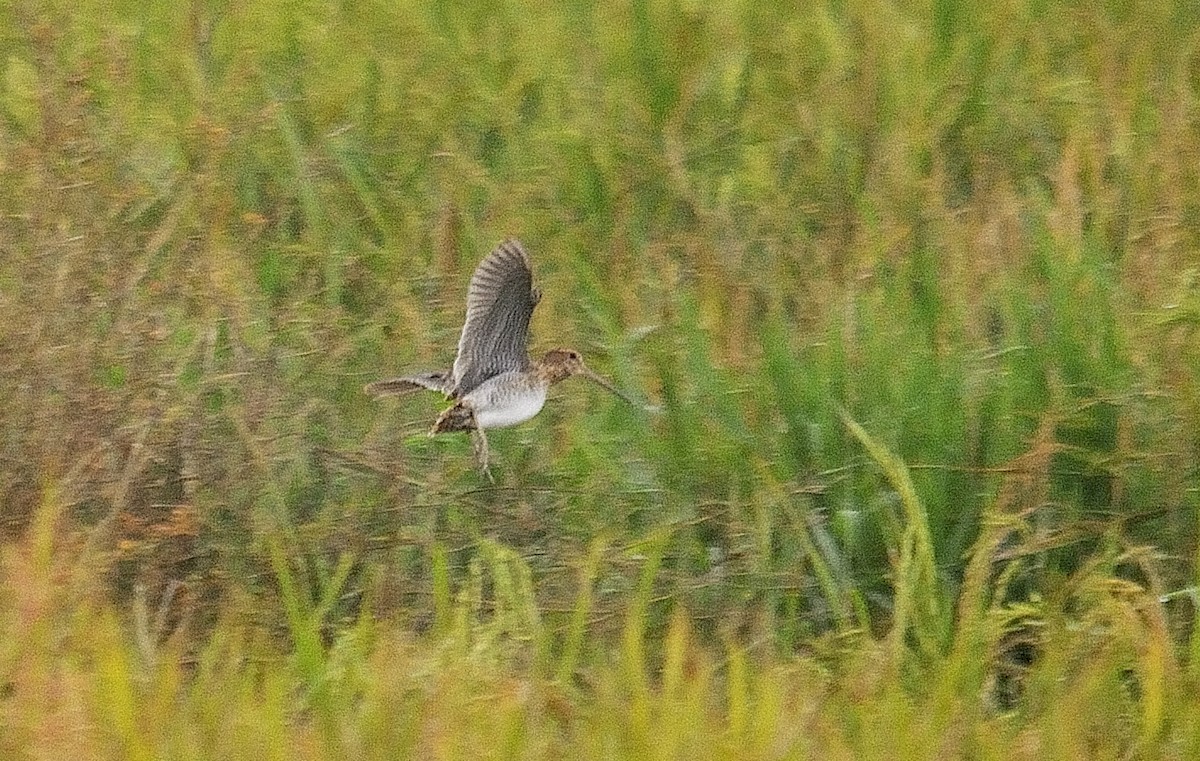 Swinhoe's/Pin-tailed Snipe - ML143525811