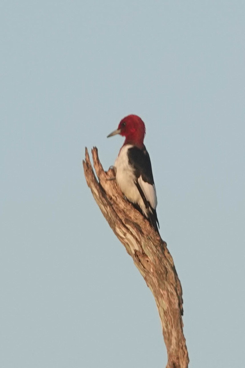 Red-headed Woodpecker - ML143525981