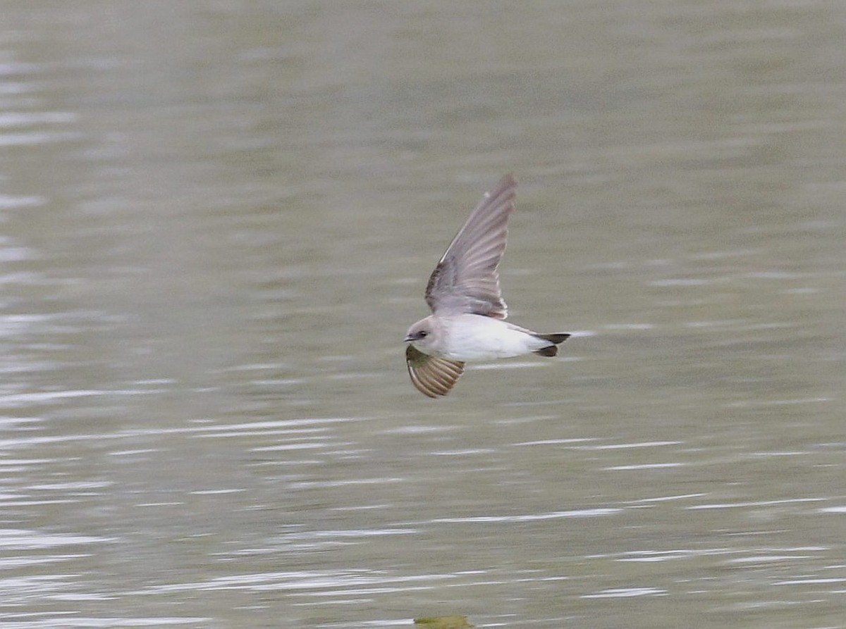 Northern Rough-winged Swallow - ML143528161