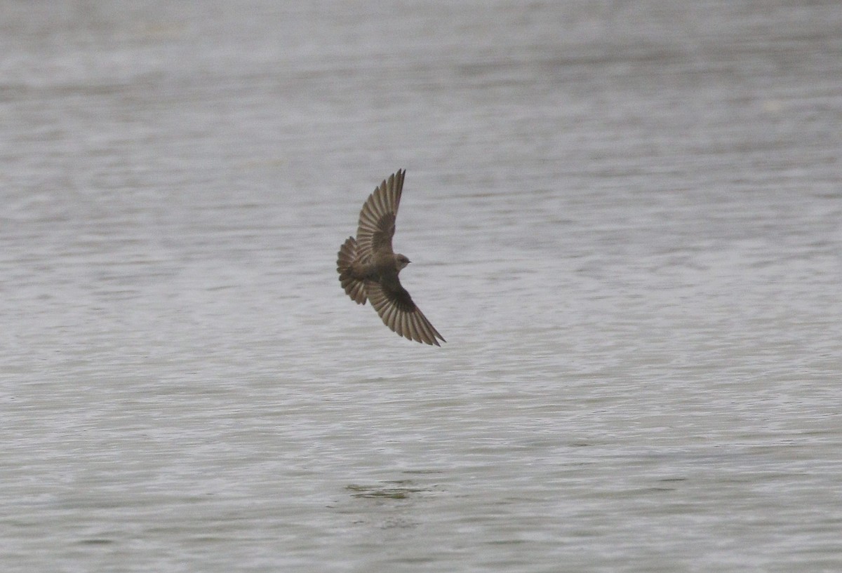 Northern Rough-winged Swallow - ML143528171