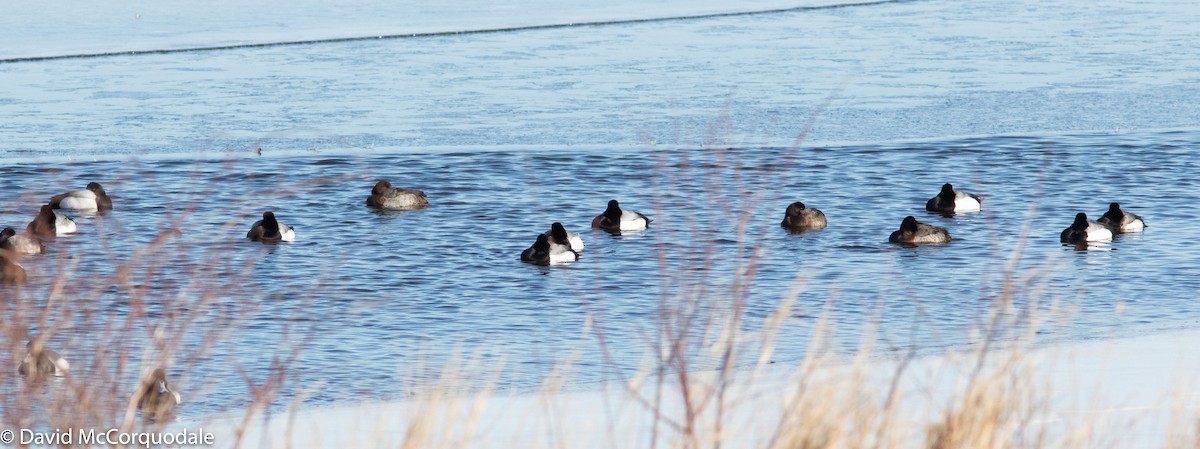 Greater Scaup - ML143528331