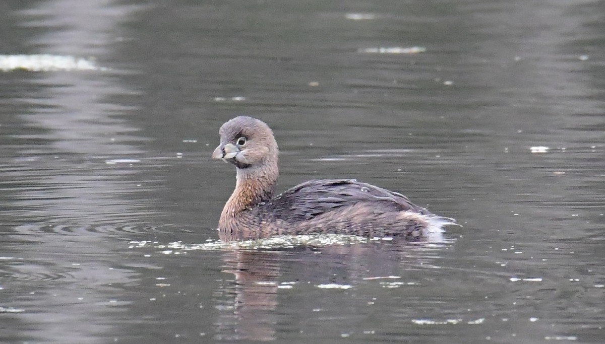 Pied-billed Grebe - Ray Swagerty