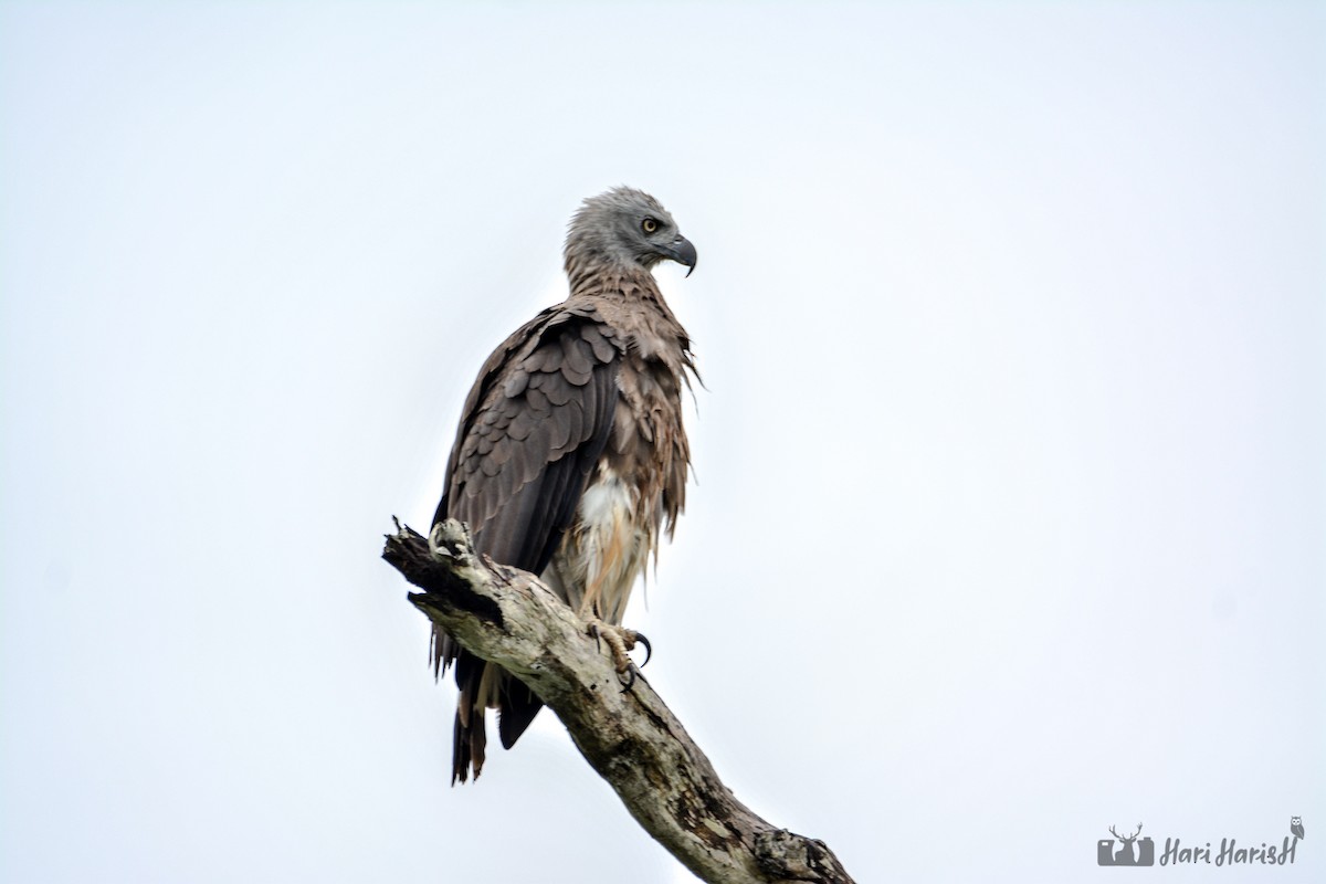 Gray-headed Fish-Eagle - ML143530841