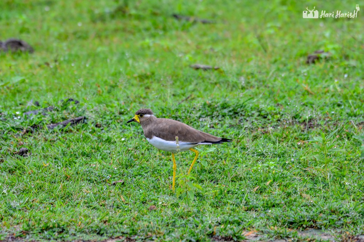 Yellow-wattled Lapwing - ML143531031