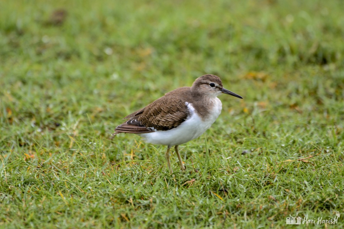 Common Sandpiper - ML143531091