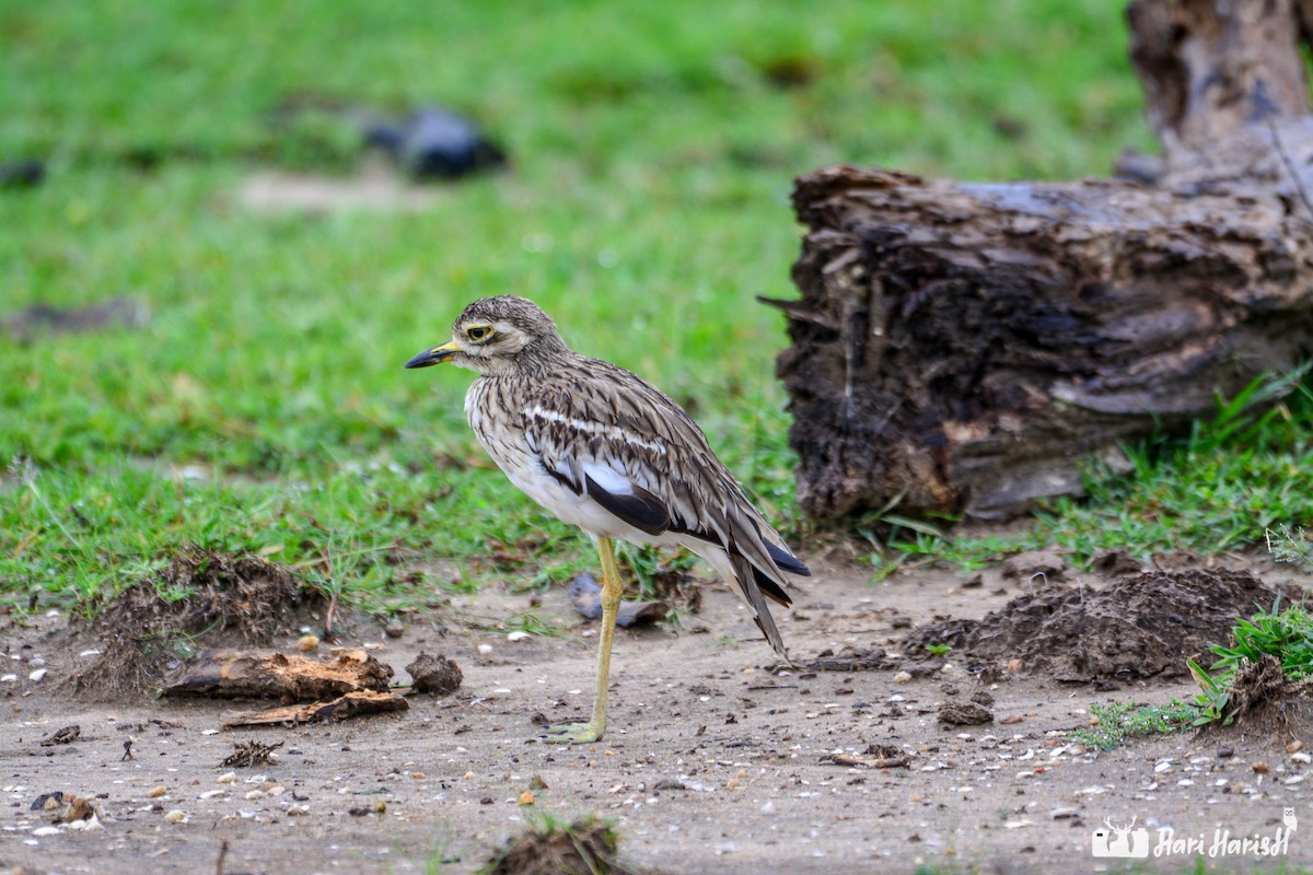 Indian Thick-knee - ML143531291