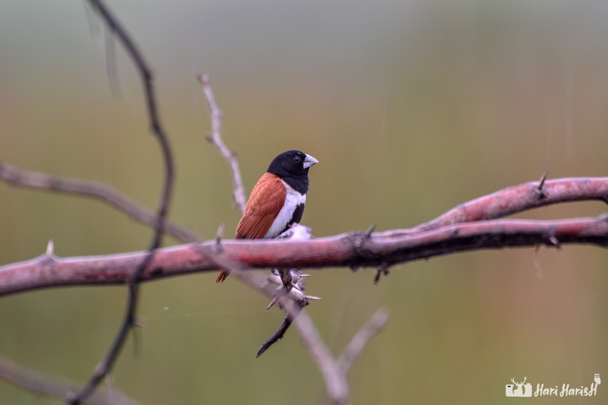 Tricolored Munia - ML143531531