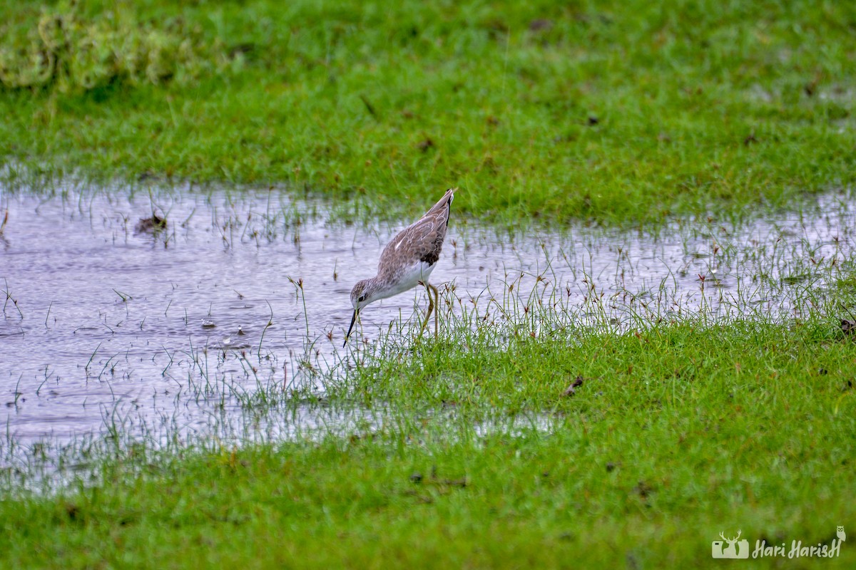 Marsh Sandpiper - ML143531721