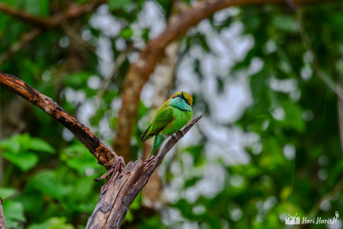 Asian Green Bee-eater - Hari Harish