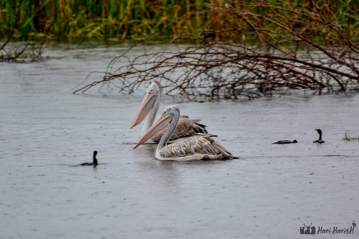 Spot-billed Pelican - ML143532031