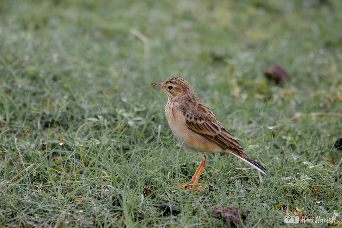 Paddyfield Pipit - ML143532281