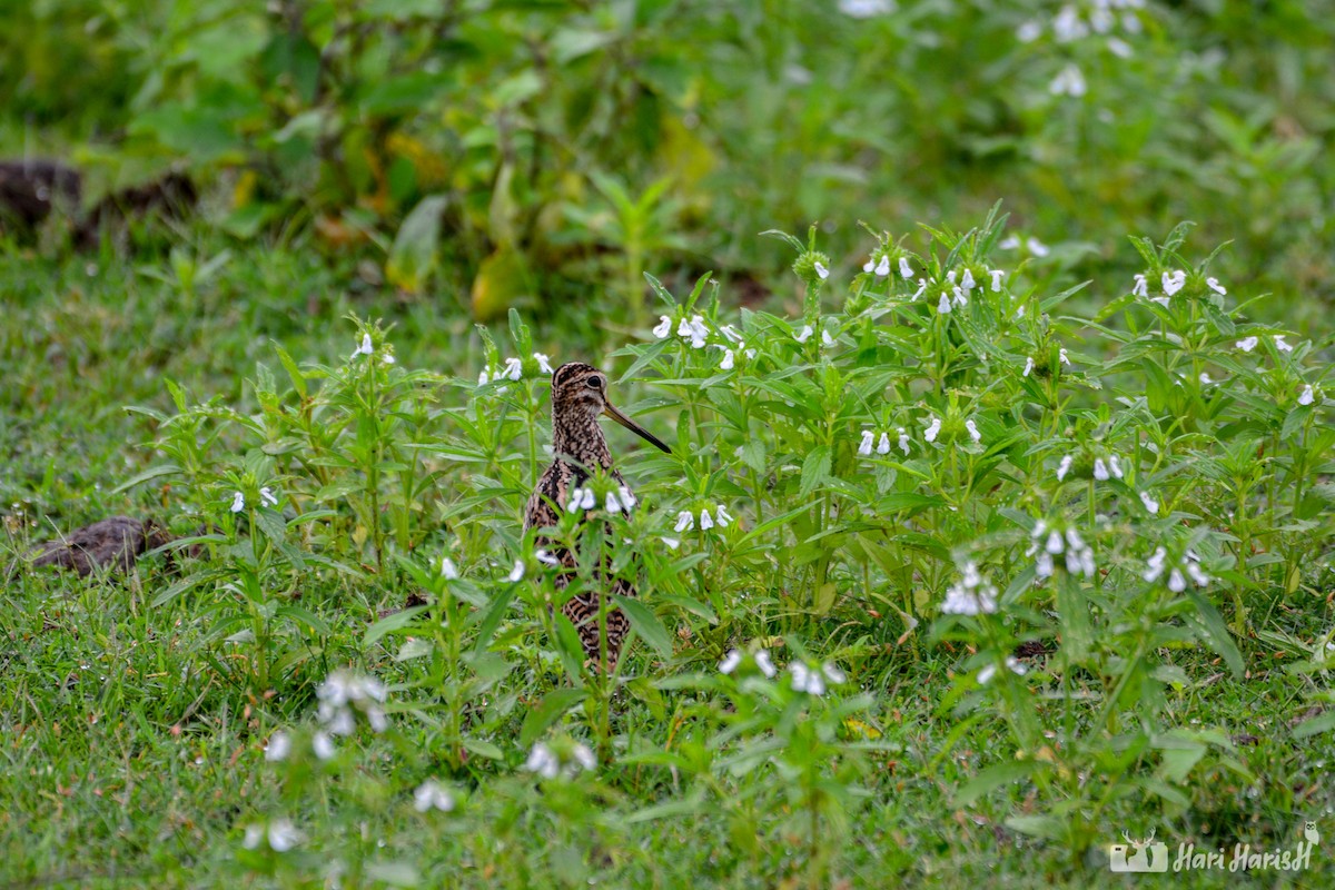 Pin-tailed Snipe - ML143532941