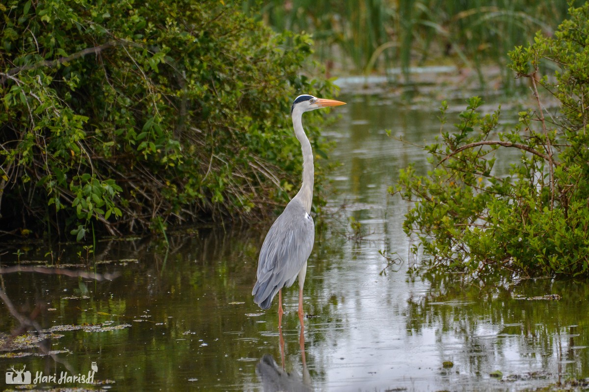 Gray Heron - ML143532991