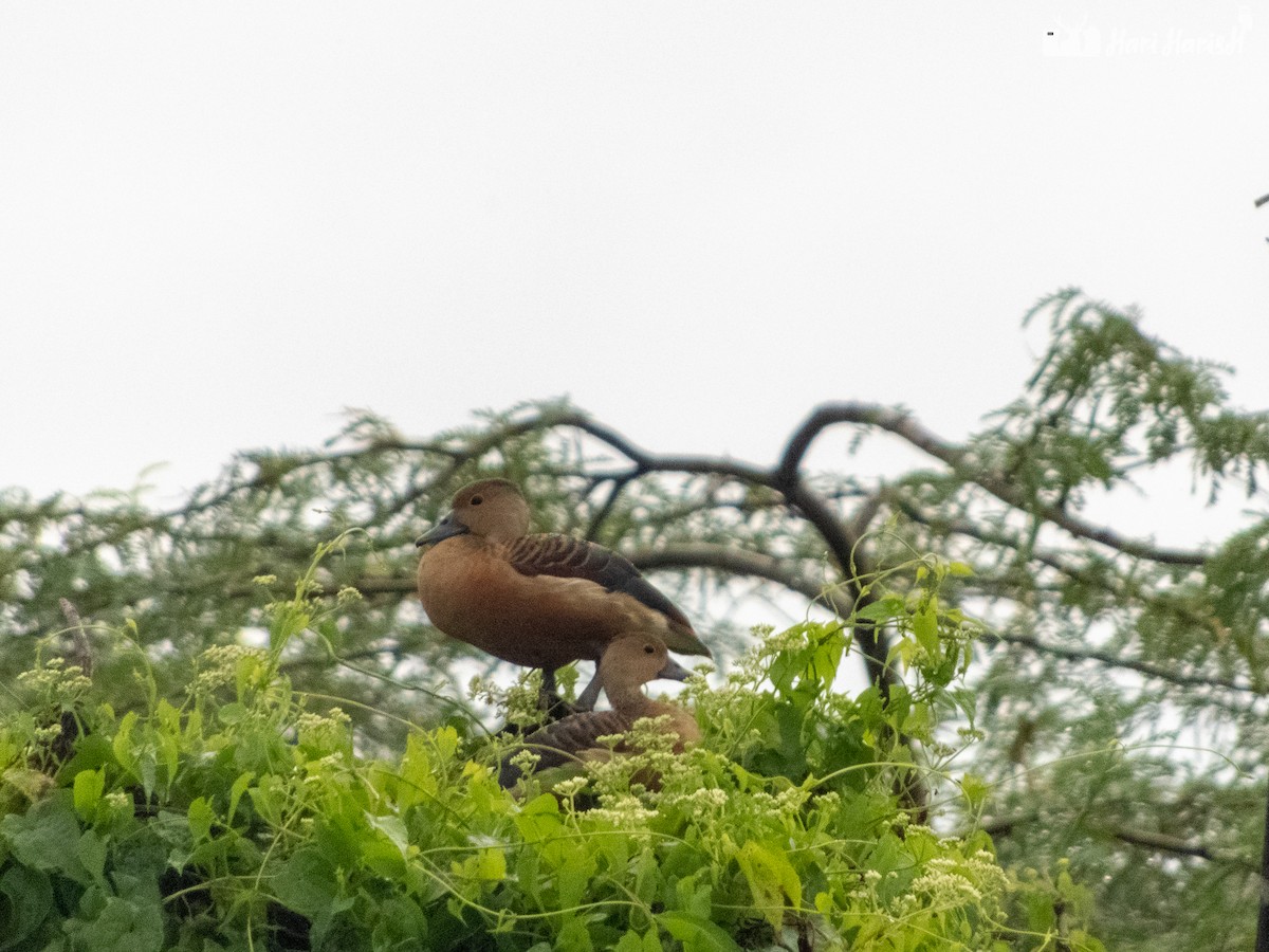 Lesser Whistling-Duck - ML143533291