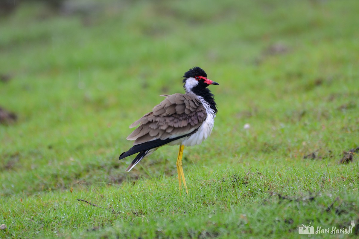 Red-wattled Lapwing - ML143533331